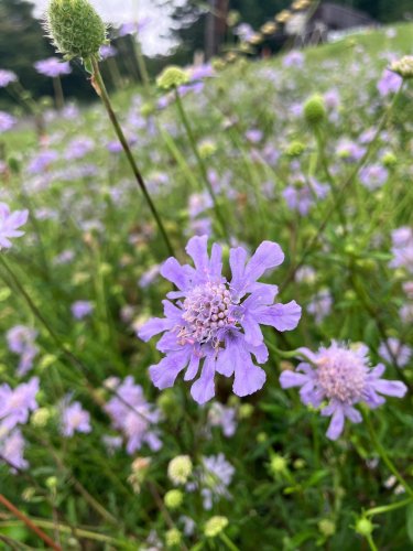 Carousel post from masumizutenkuu.