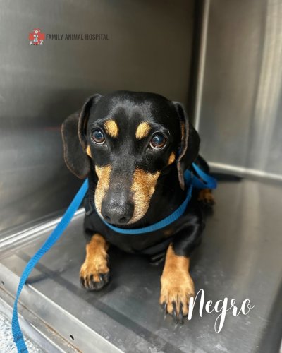 Photo post from familyanimalhospitalcm.