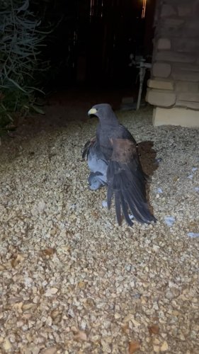 Video post from desertkingsfalconry.