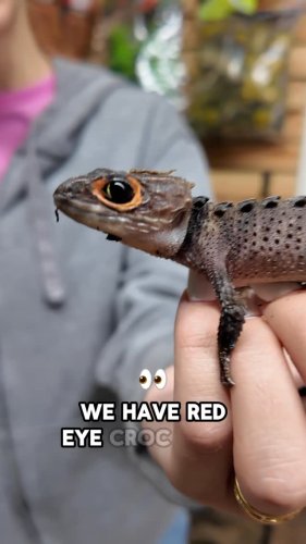 Video post from njexoticpets.