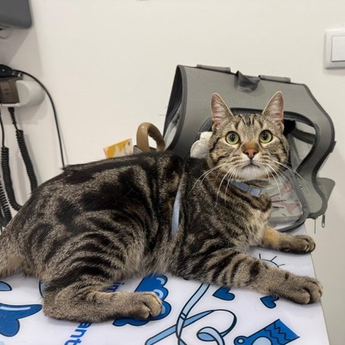 Carousel post from clinica_veterinaria_dourosul.
