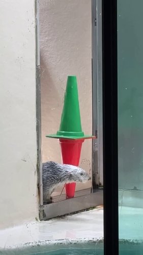Video post from racco_mofusukii.
