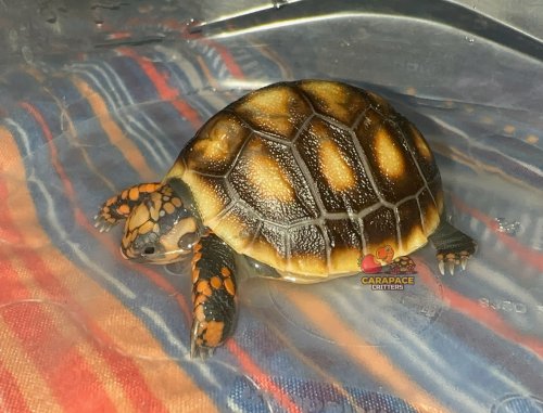 Photo post from carapacecritters.