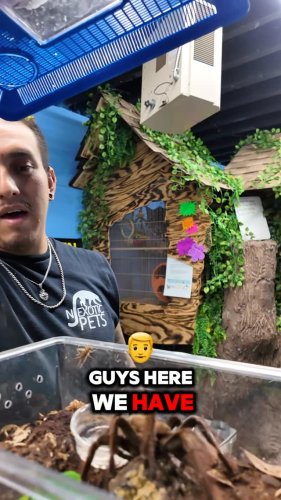 Video post from njexoticpets.