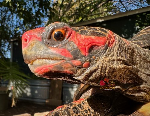 Photo post from carapacecritters.