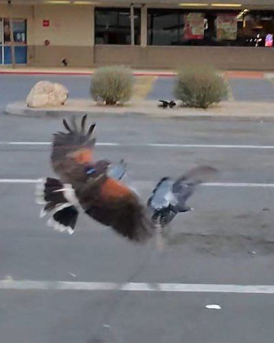 Carousel post from desertkingsfalconry.