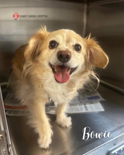 Photo post from familyanimalhospitalcm.