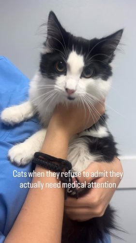 Video post from familyanimalhospitalcm.