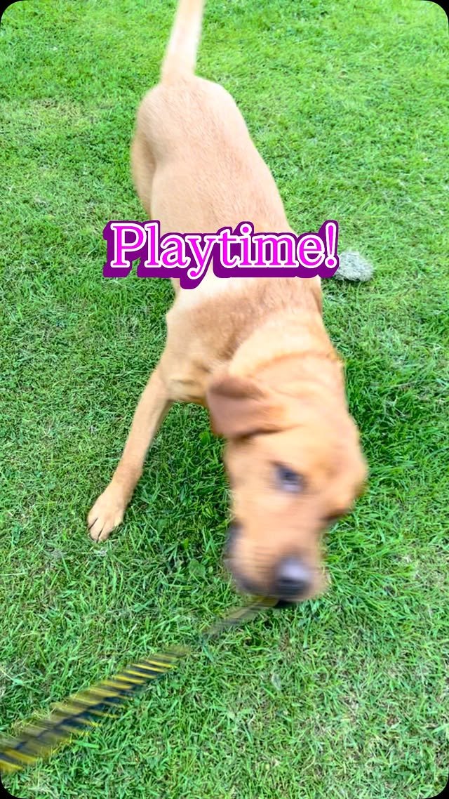 Video post from duke_da_foxredlab.