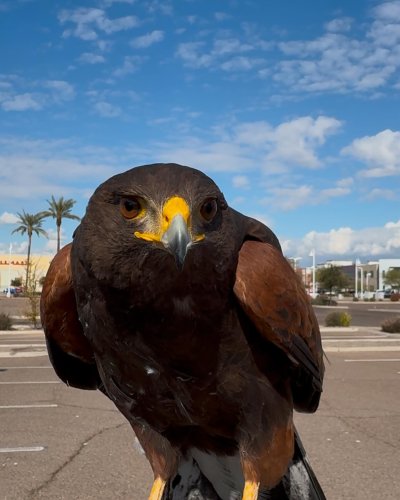 Photo post from desertkingsfalconry.