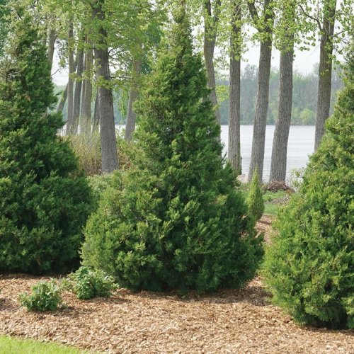 Photo post from backyardgardener.