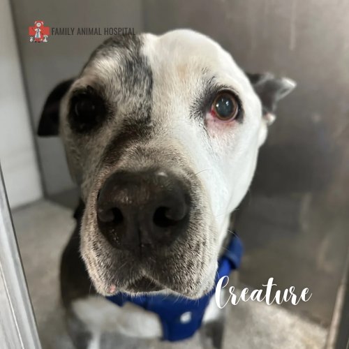 Photo post from familyanimalhospitalcm.