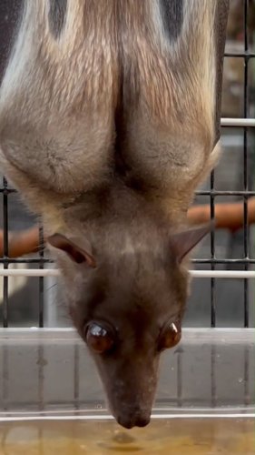 Video post from zoonewengland.