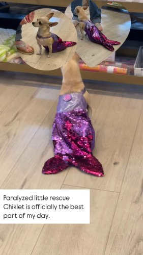 Video post from goldenballmercantile.