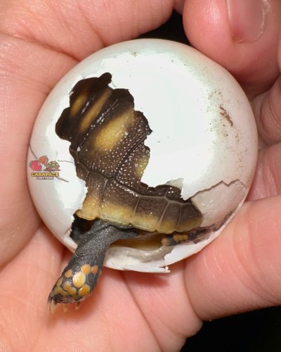 Photo post from carapacecritters.