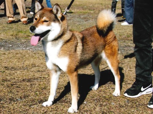 公益社団法人 日本犬保存会 – 日本犬保存会｜柴犬・紀州犬・四国