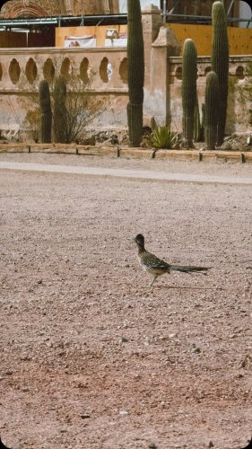 Video post from visittucson.