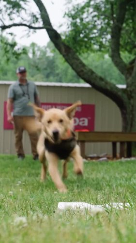 Video post from eukanubasportingdog.