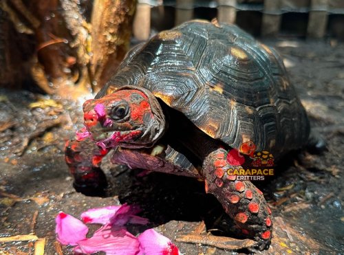 Carousel post from carapacecritters.