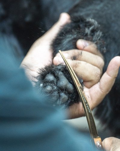 Photo post from medicalpettj.