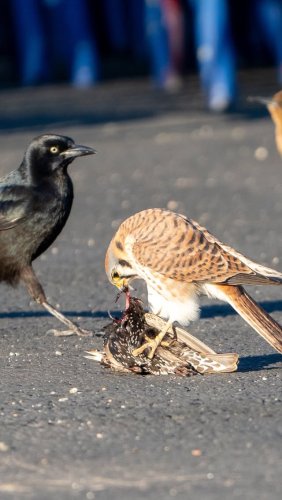 Video post from desertkingsfalconry.