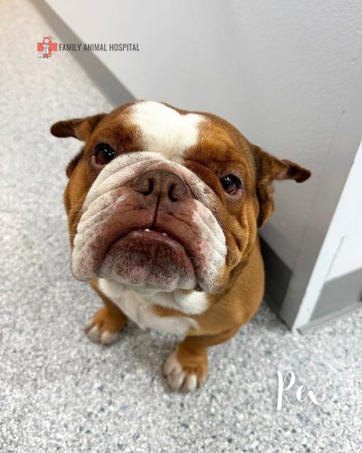 Photo post from familyanimalhospitalcm.