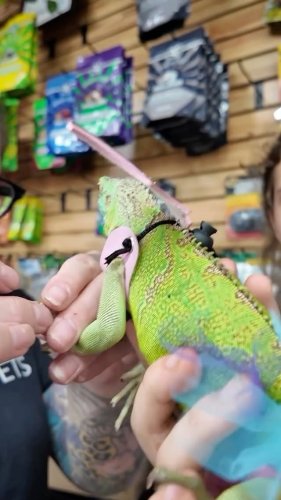 Video post from njexoticpets.