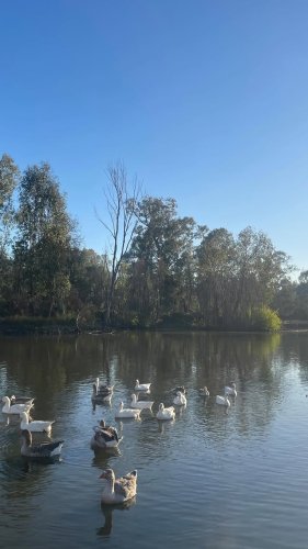 Video post from visitalburywodonga.