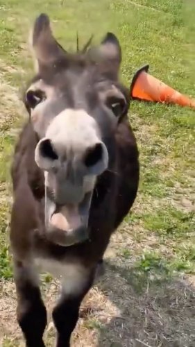 Video post from mehmetenliogluofficial.