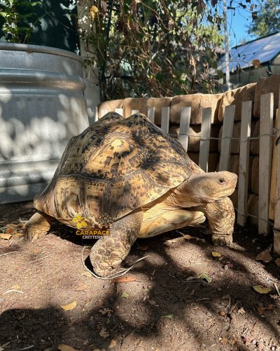 Carousel post from carapacecritters.