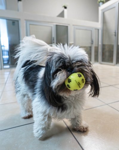 Carousel post from medicalpettj.