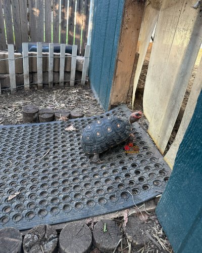 Photo post from carapacecritters.