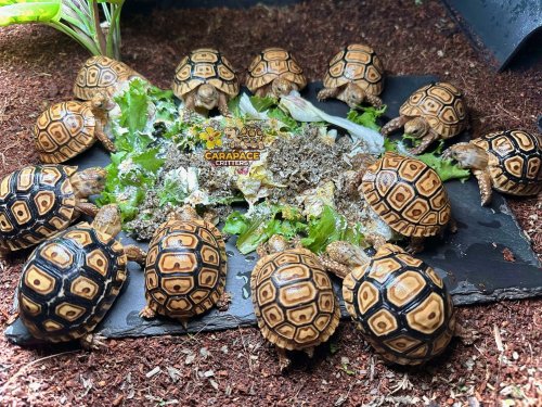 Photo post from carapacecritters.