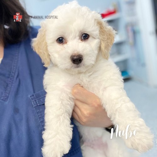 Carousel post from familyanimalhospitalcm.