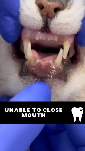 Video post from toothy.thomson.