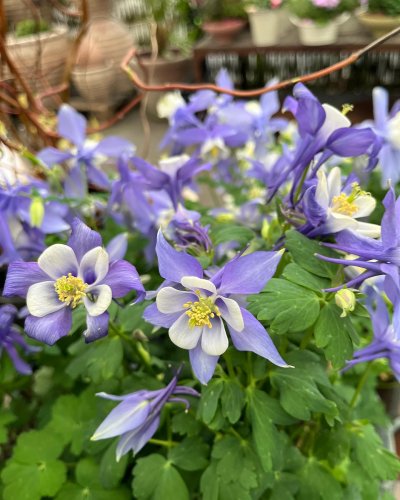 Photo post from blomsterborsen.