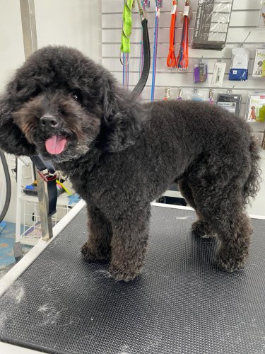 Carousel post from k9playtimedoggydaycare.