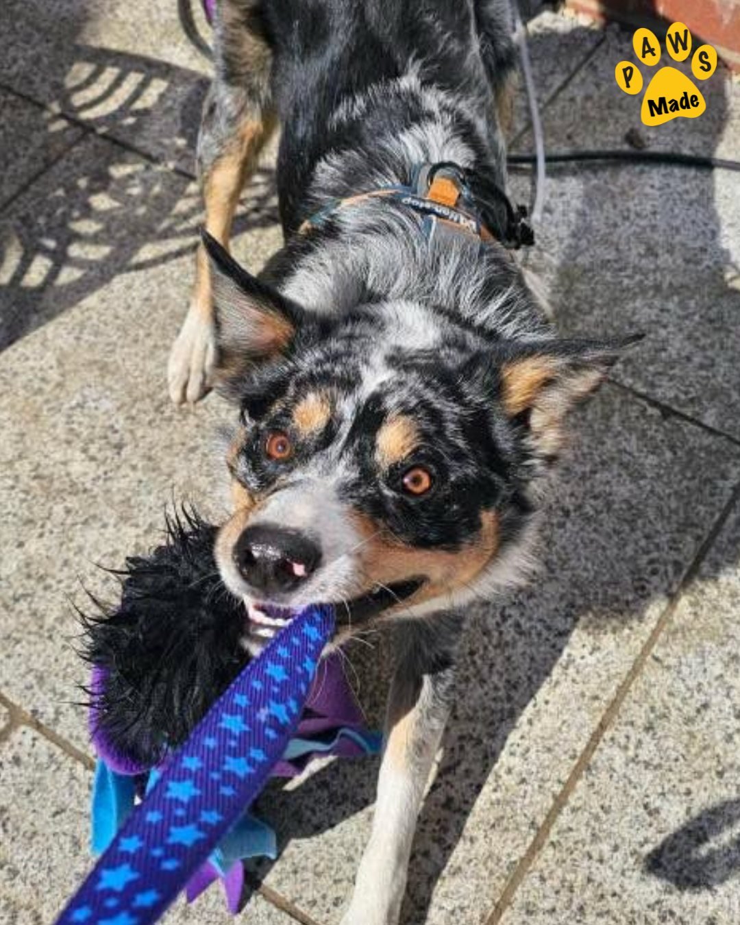 Photo post from pawstrading.