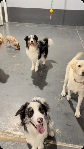 Video post from k9playtimedoggydaycare.