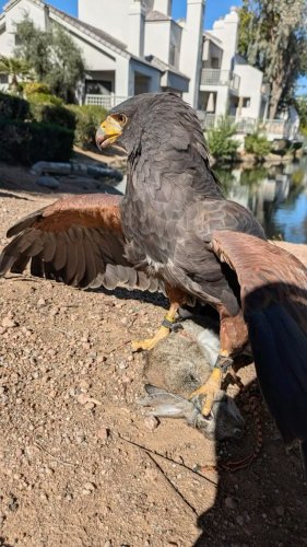 Video post from desertkingsfalconry.