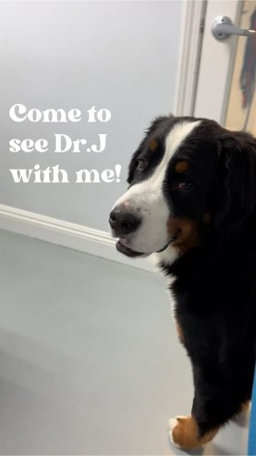 Video post from familyanimalhospitalcm.