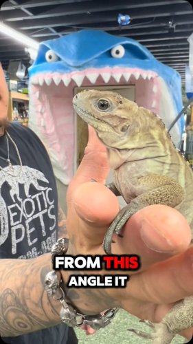 Video post from njexoticpets.