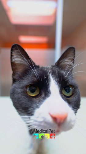 Video post from medicalpettj.