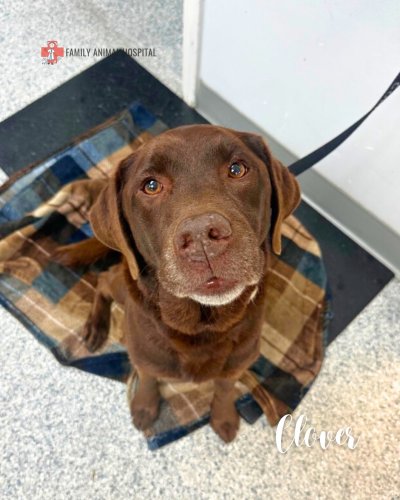 Carousel post from familyanimalhospitalcm.