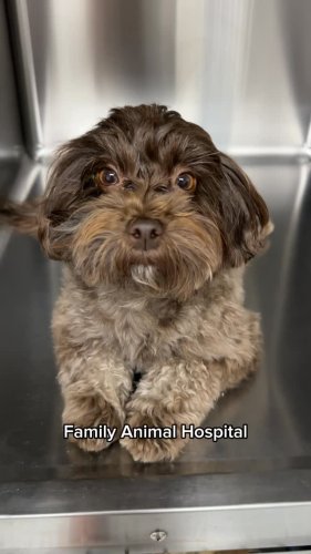 Video post from familyanimalhospitalcm.