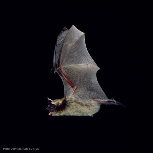 Photo post from pacificwild.