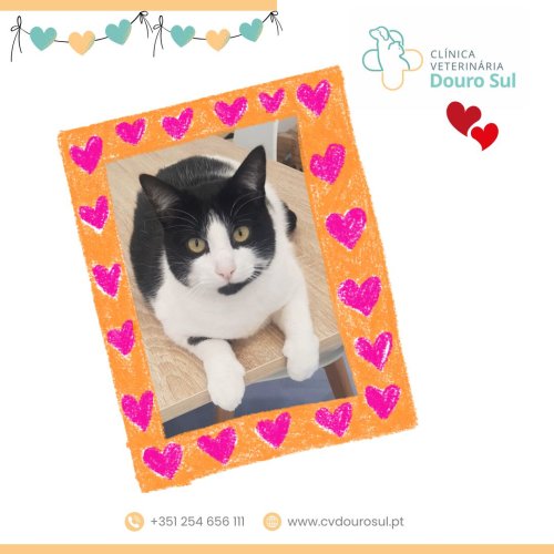 Photo post from clinica_veterinaria_dourosul.
