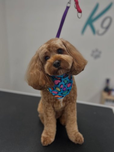 Carousel post from k9playtimedoggydaycare.