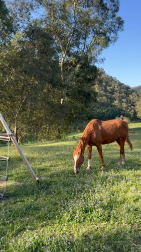 Video post from in2thewild.aus.