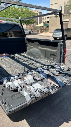 Video post from desertkingsfalconry.